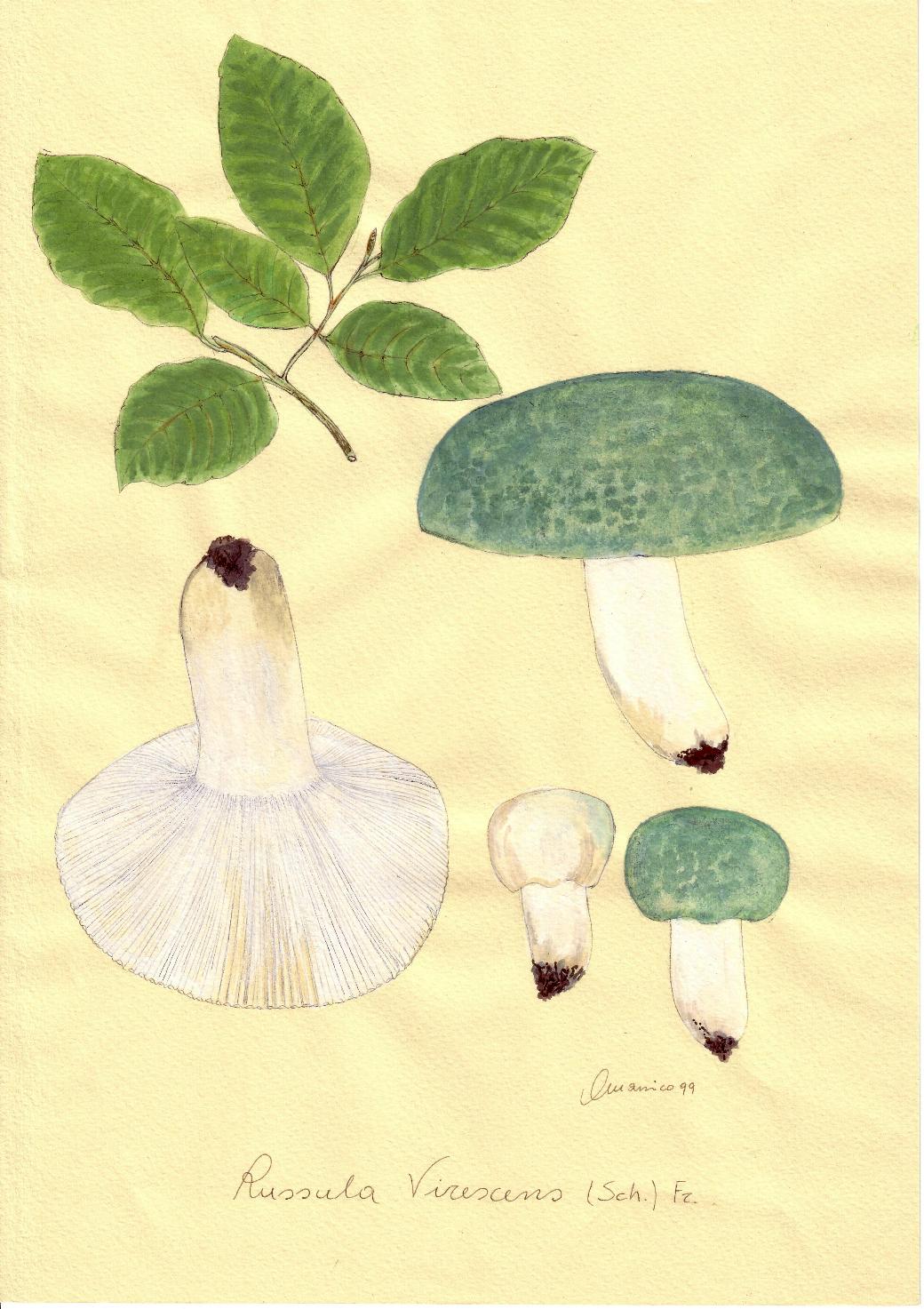 Russula virescens ( Sch.) Fr.